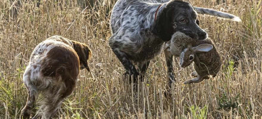 Les permis de chasse continuent daugmenter en Aragon et le