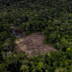 Rabobank finance les agriculteurs coupables de la deforestation de lAmazonie