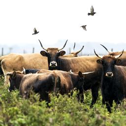 Un autre projet dabattage de grands brouteurs a Oostvaardersplassen