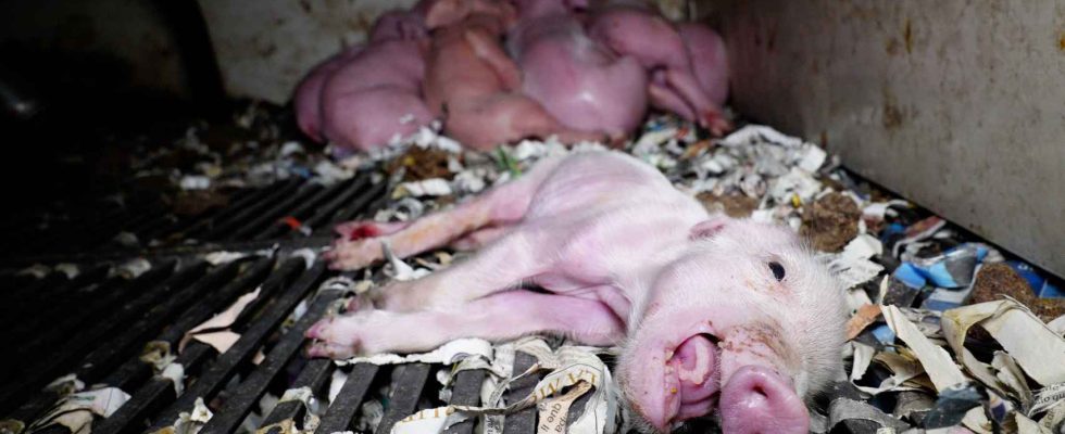 porcs cannibales parmi les rats dans une ferme de Burgos
