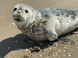 Zeehond Netty gaat volledig herstellen en zwemt snel weer in de Waddenzee