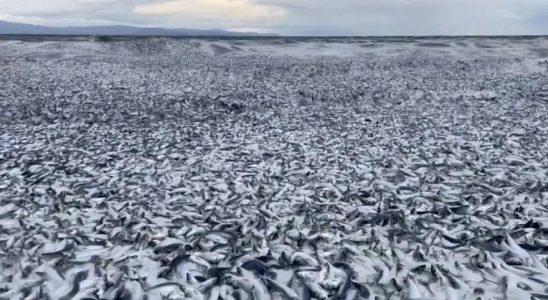 Des milliers de poissons semblent morts sur les cotes japonaises