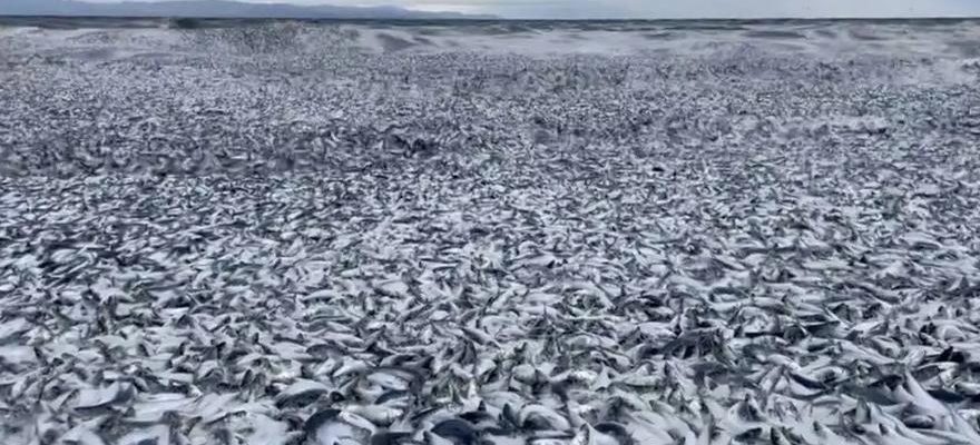 Des milliers de poissons semblent morts sur les cotes japonaises