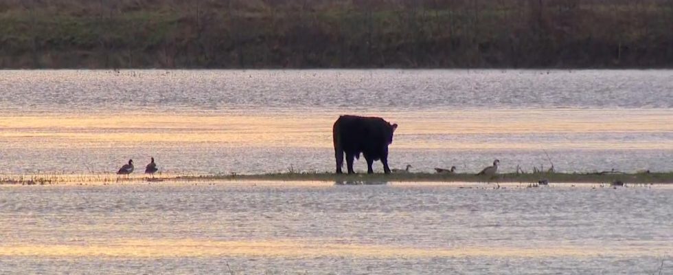 Des personnes et des animaux vivent soudainement sur une ile