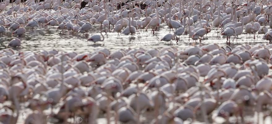 La presence massive de flamants roses menace les cultures de