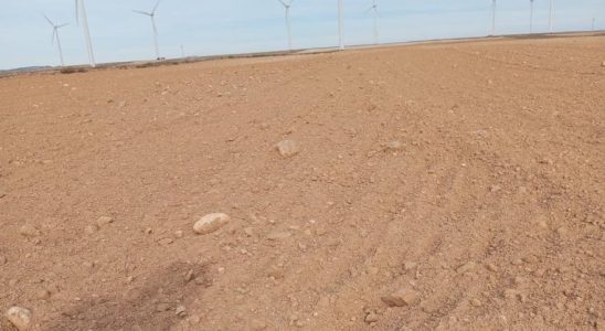 La secheresse affecte Belchite et met les cereales en danger