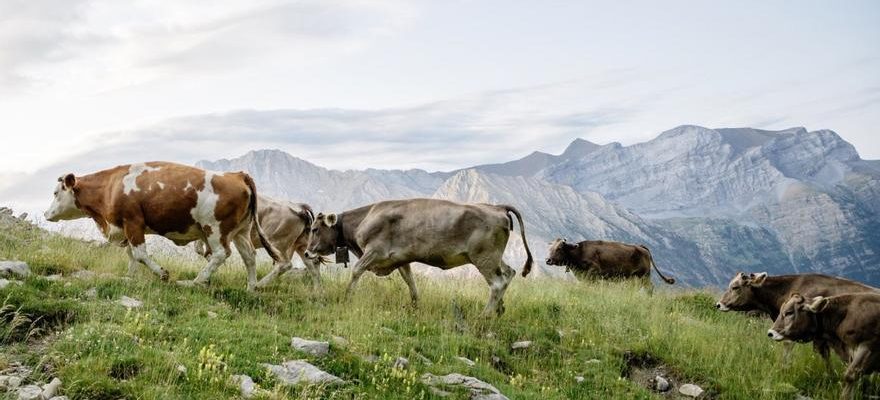 La valeur economique environnementale et culturelle de la transhumance