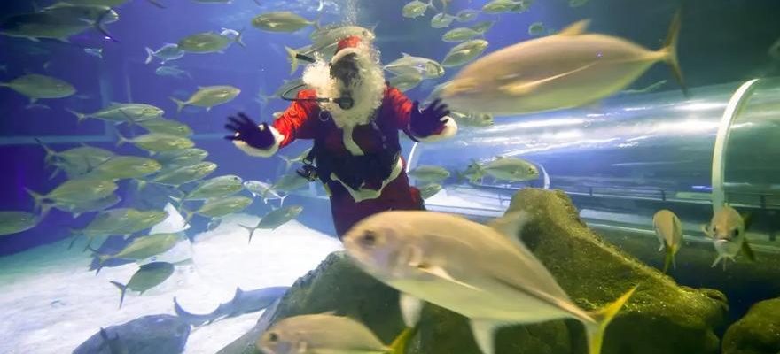 Le Pere Noel accueille les visiteurs de lAquarium de Rio