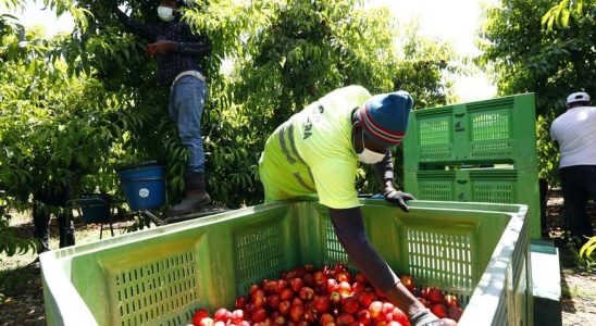 Le gouvernement distribue 129 millions aux fruiticulteurs aragonais en raison