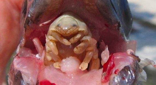 Le parasite invasif qui mange la langue de ses victimes