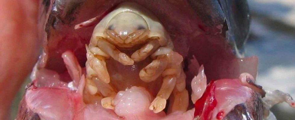 Le parasite invasif qui mange la langue de ses victimes