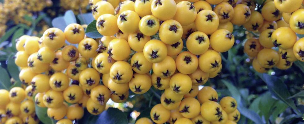 Le superfruit le plus cache de toute lEspagne