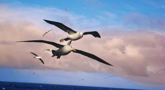 Les voix de la mer guideraient les albatros dans leurs