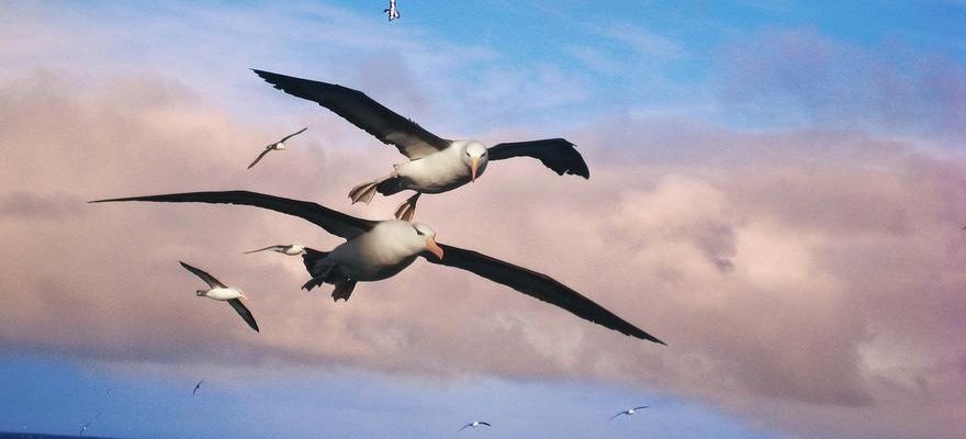 Les voix de la mer guideraient les albatros dans leurs