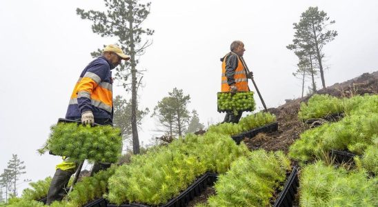 Planter des arbres pour lutter contre le changement climatique