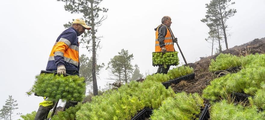 Planter des arbres pour lutter contre le changement climatique