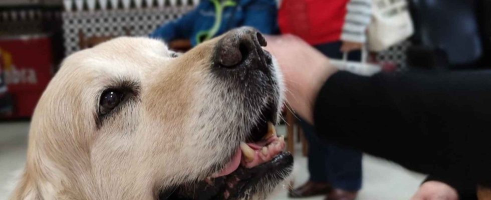 Voici comment les animaux de compagnie stoppent les dommages cerebraux