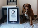 Dit is volgens Guinness World Records de oudste hond ter wereld