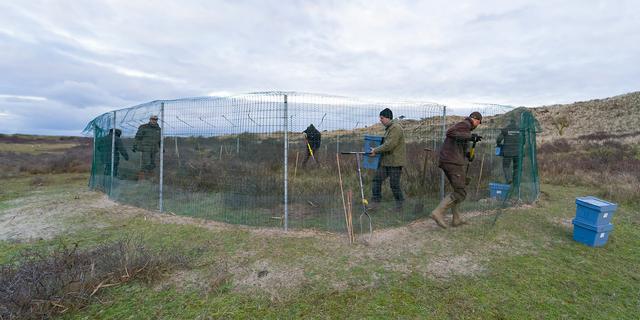 1705973538 274 Les lapins de Hollande meridionale doivent aider la nature dans