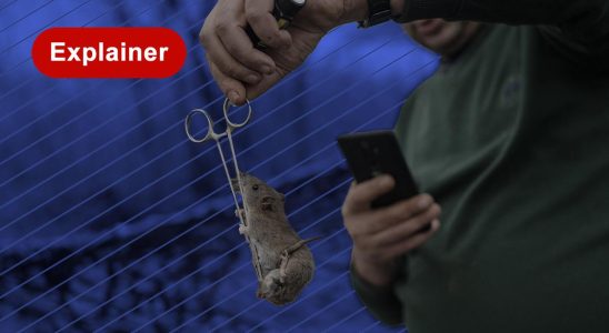 Comment les rats dans les tranchees causent des problemes aux
