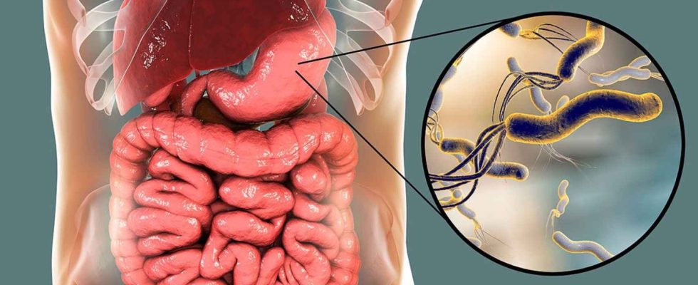 La bacterie qui vit chez plus de la moitie des