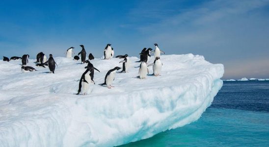 Lacidite des eaux de lAntarctique est en passe de doubler