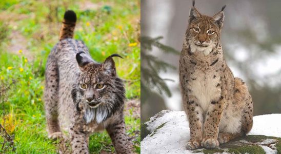 Le lynx iberique sest croise naturellement avec le lynx europeen