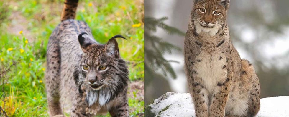 Le lynx iberique sest croise naturellement avec le lynx europeen