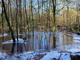 Hoogwater raakt natuur soms hard, maar erg is dat niet