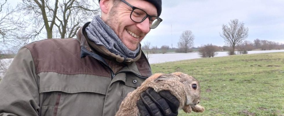 Les lapins de Hollande meridionale doivent aider la nature dans