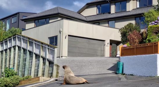 Les lions de mer inondent la ville neo zelandaise de Dunedin