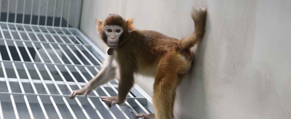 Pour la premiere fois en Chine un singe clone atteint
