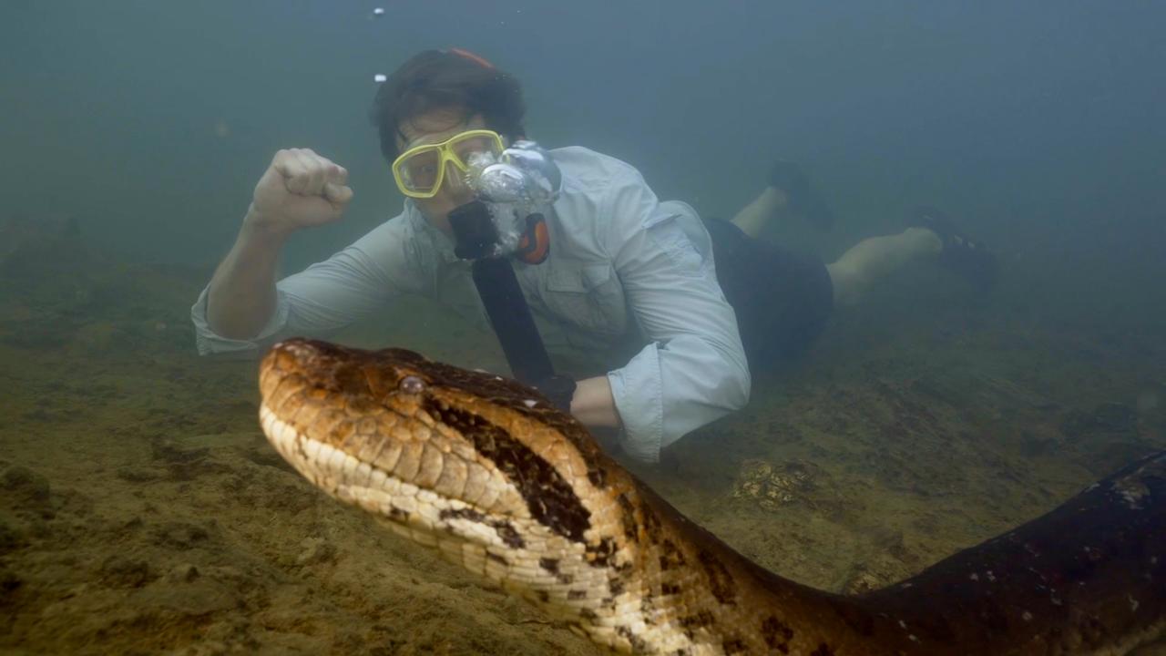 Beeld uit video: Freek Vonk ontdekt reusachtige nieuwe anacondasoort in Amazone