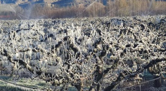 Agroseguro abandonne les cerises Calatayud face au gel