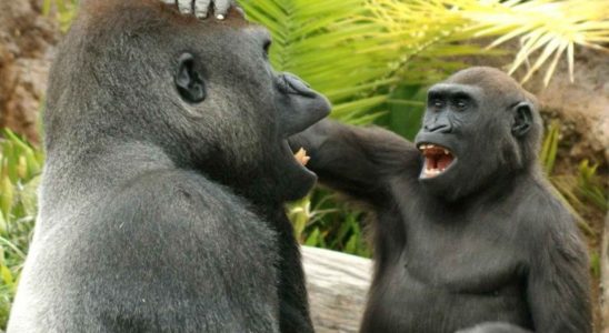 Des orangs outans et des gorilles sont filmes en train de