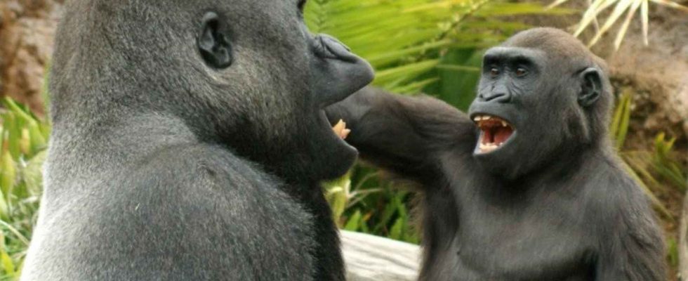 Des orangs outans et des gorilles sont filmes en train de