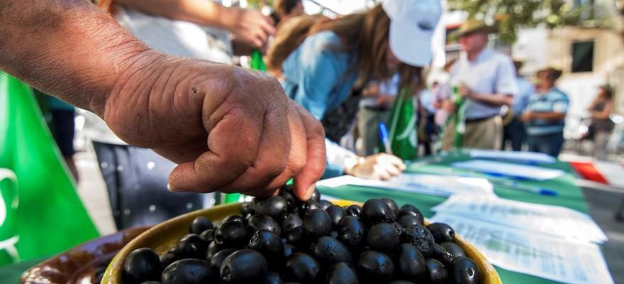 LUE gagne la bataille commerciale des olives noires contre les