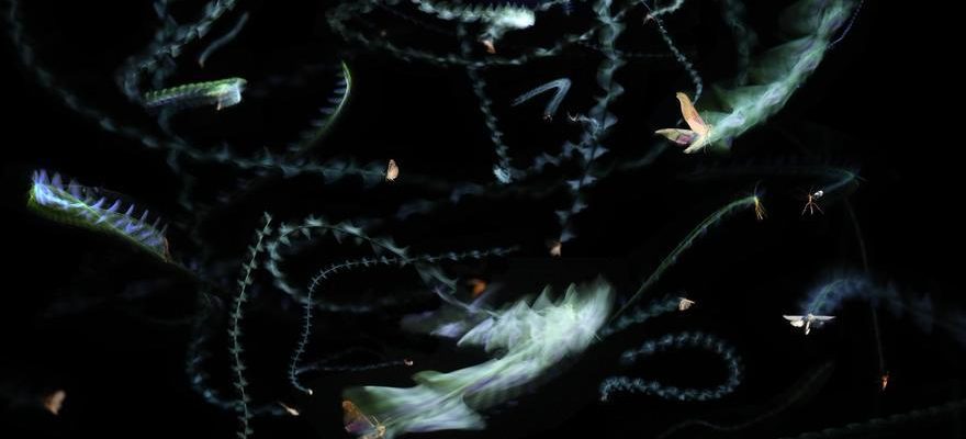 La lumiere artificielle est une menace pour les insectes nocturnes