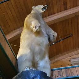 La police canadienne perplexe apres le vol dun ours polaire
