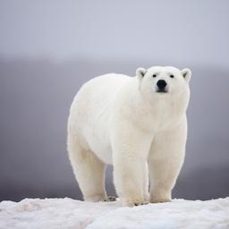 Les scientifiques peuvent desormais etudier les ours polaires en utilisant