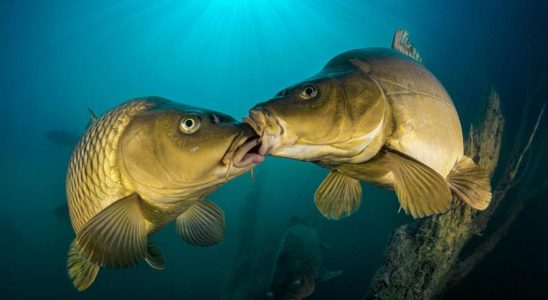PHOTOGRAPHIE MER OCEANS Ce sont les meilleures images sous marines