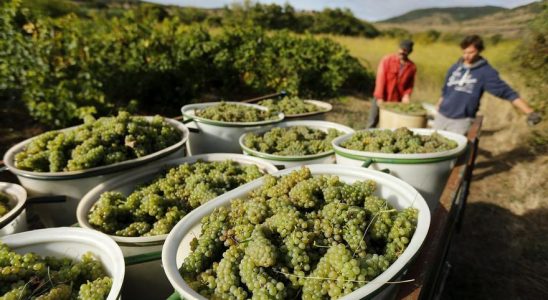 Adieu aux raisins en Espagne si le rechauffement climatique atteint