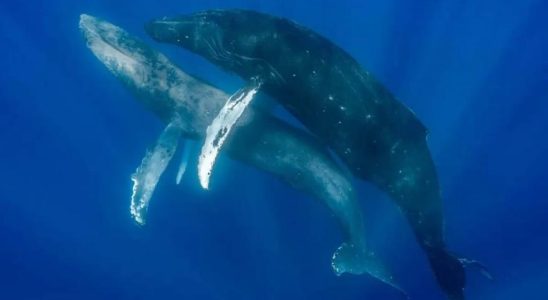 Deux baleines males en train de saccoupler sont photographiees pour