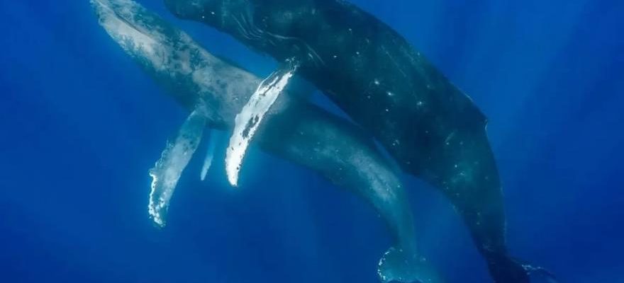 Deux baleines males en train de saccoupler sont photographiees pour