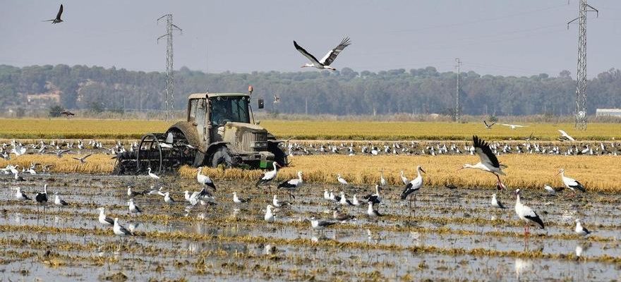 Le riz se tourne vers les cereales pour surmonter les