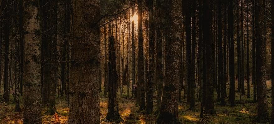 Les forets pourraient fonctionner comme denormes detecteurs de neutrinos