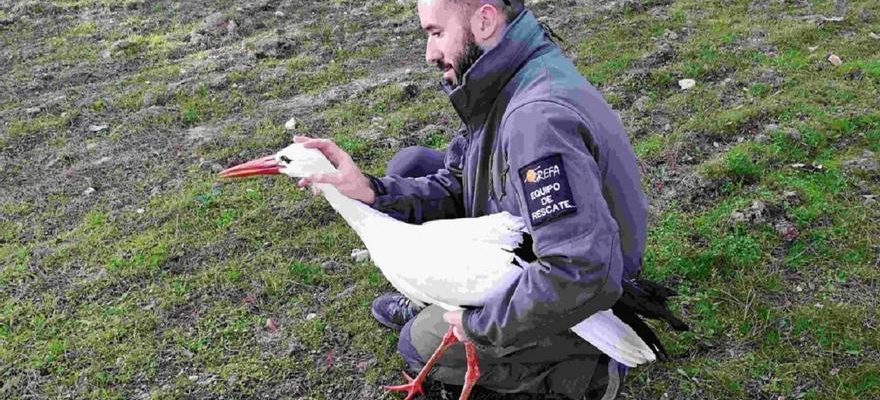 SAUVETAGE ANIMAL Cest ainsi que fonctionne lhopital faunique de