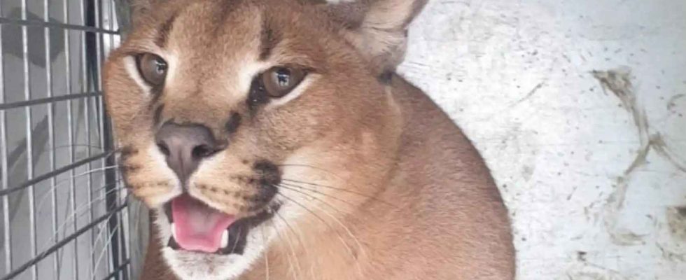 Un lynx africain venu de Moscou en tant que chat