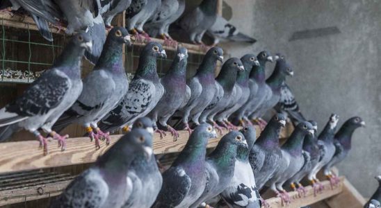 Un virus qui affecte les pigeons a Murcie peut provoquer