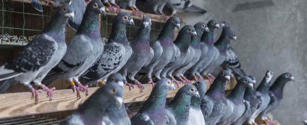 Un virus qui affecte les pigeons a Murcie peut provoquer